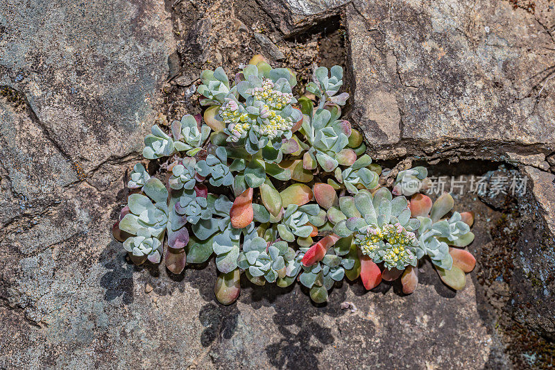 鸡柳景天(Sedum spathullifolium)是天竺葵科开花植物，俗称阔叶石斛、黄叶石斛和匙叶石斛。它是一种多年生常绿植物，原产于北美西部。马亚卡马斯山